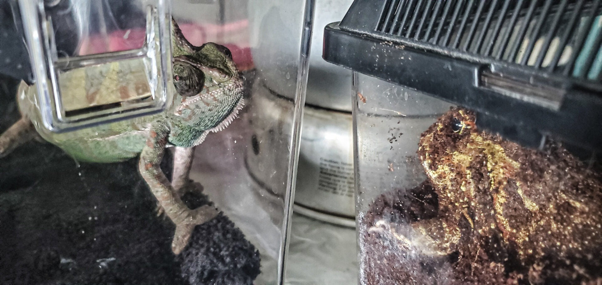 Trangia stove saves lizards during blizzard